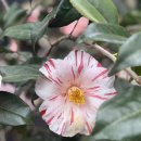 카멜리아힐 | 아이랑 천천히 걷기 좋은 제주 여행지 카멜리아힐 후기