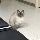 국동물병원 이미지