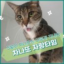 그루밍차차 이미지
