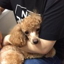 이호동물병원 이미지