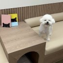 부산강아지호텔 : 올집아카이브4H (애견동반 부산한달살기숙소, 반려견동반숙소)
