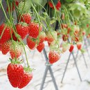 태성농장 이미지