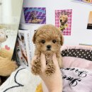 요기독 강아지분양 고양이분양 수원본점 이미지