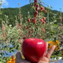 영농조합법인 오성 이미지