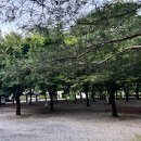 그린나무영월 | 강원도 영월 다그린캠핑장 후기 🌲 평창강과 함께하는 가족 캠핑 추천