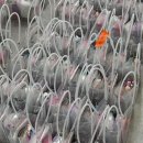 안양부흥초등학교 이미지