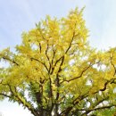 방학동 은행나무 이미지