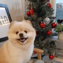프로펫샵 이미지