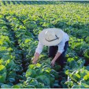 국립종자관리소 충남지원 이미지