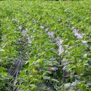 새 하나농장 이미지