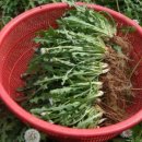 흰민들레농장 이미지