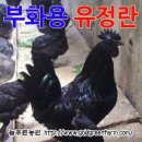 늘푸른청계농원 이미지