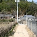 냉천 지초 Daum카페