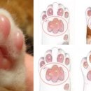 고양이 발바닥 이미지