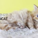 분당고양이분양 나비캣 이미지