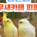 힐링 펫 카페 이미지