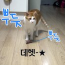 미호사