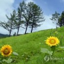 해바라기화원 이미지