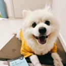 [강아지 유산균 추천] 강아지 묽은변에 하우아유 함유 피앤에이랩 에이스 프로바이오틱스 !!