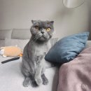 신사숙묘