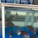 행복한횟집펜션 이미지