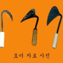 진도특산