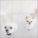 페토브 동물병원 이미지