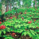 복합영농 이미지