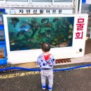 드스텔라커피