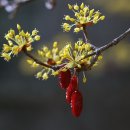 산수유 이미지