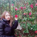제주 동백꽃 미로가 있는 메이즈랜드