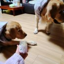 까까댕댕 이미지