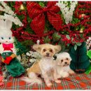 개르띠에 이미지