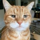 행복한고양이 이미지