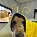 멍즈니랜드 이미지