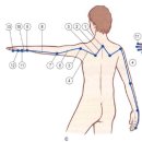 심부후방상지선 deep back arm line 이미지