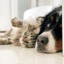 강아지와고양이 이미지