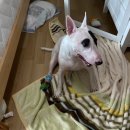 연산동물약국 | 발가락 염증, 대형견 지간염) ,췌장염 장염(식욕부진,기운없음) 부산대형견병원 연산24시동물의료센터
