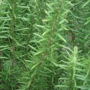 로즈마리 이미지