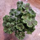 엠마누엘농장 이미지