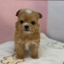 도그마루 강아지 고양이 부산점 이미지