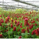 대장농원 이미지