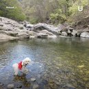 댕댕이계곡펜션 이미지