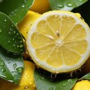 요리비책 | 자연비책 유기농 레몬즙 후기