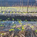 동성농장 이미지