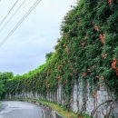 정재초교길 이미지