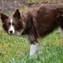 [1급과정] 반려동물관리사 1급 이미지