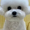 마이멍멍 이미지