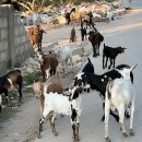 하쿠나 마타타 이미지