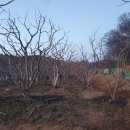 히틀러 날다 ~ 이미지